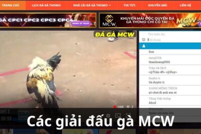 MCW: Trải nghiệm cá cược đá gà trực tuyến uy tín