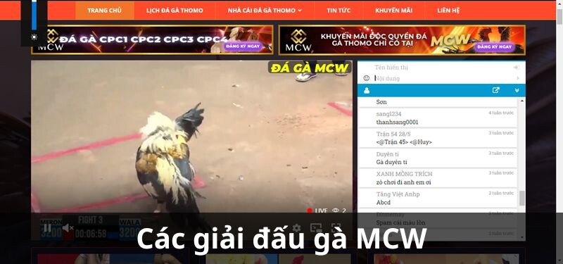 Các giải đấu gà MCW