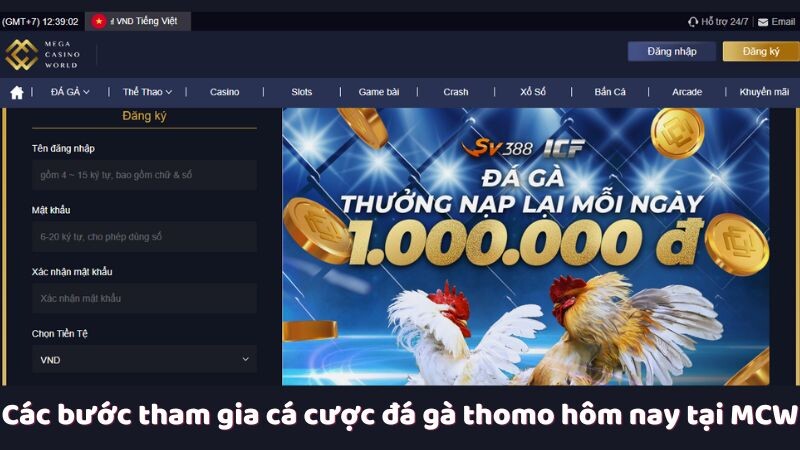 Các bước tham gia cá cược đá gà thomo hôm nay tại MCW