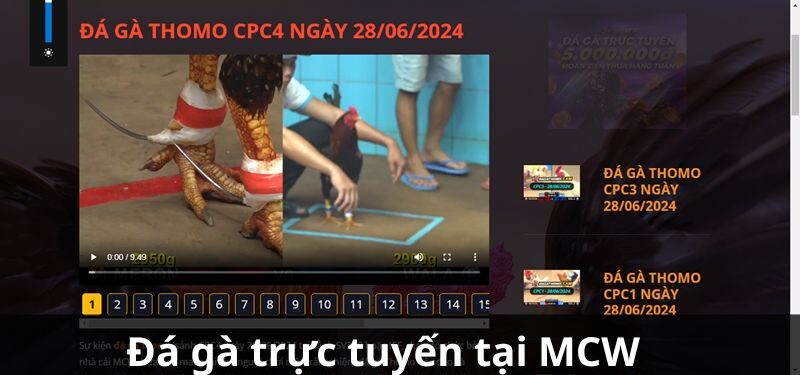 Đá gà trực tuyến tại MCW